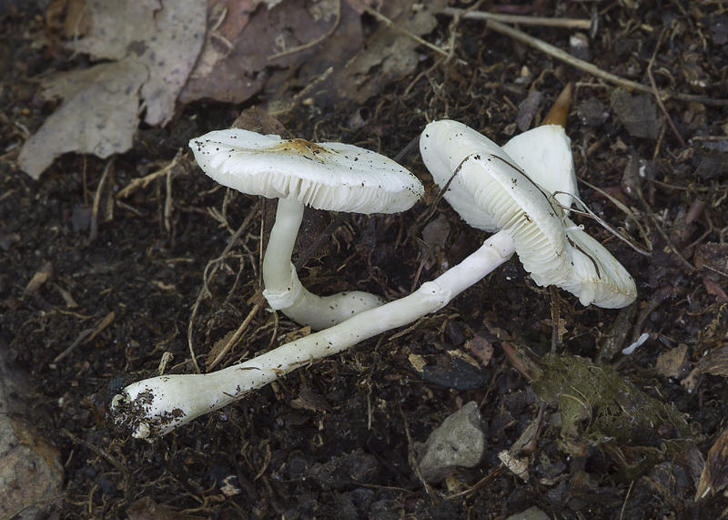 Leucoagaricus crystallifer